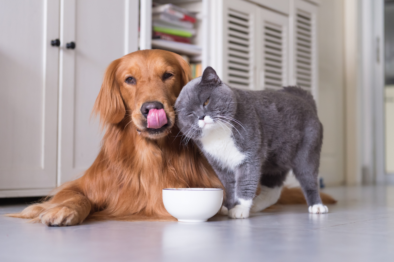 petfood conference, photo by Shutterstock