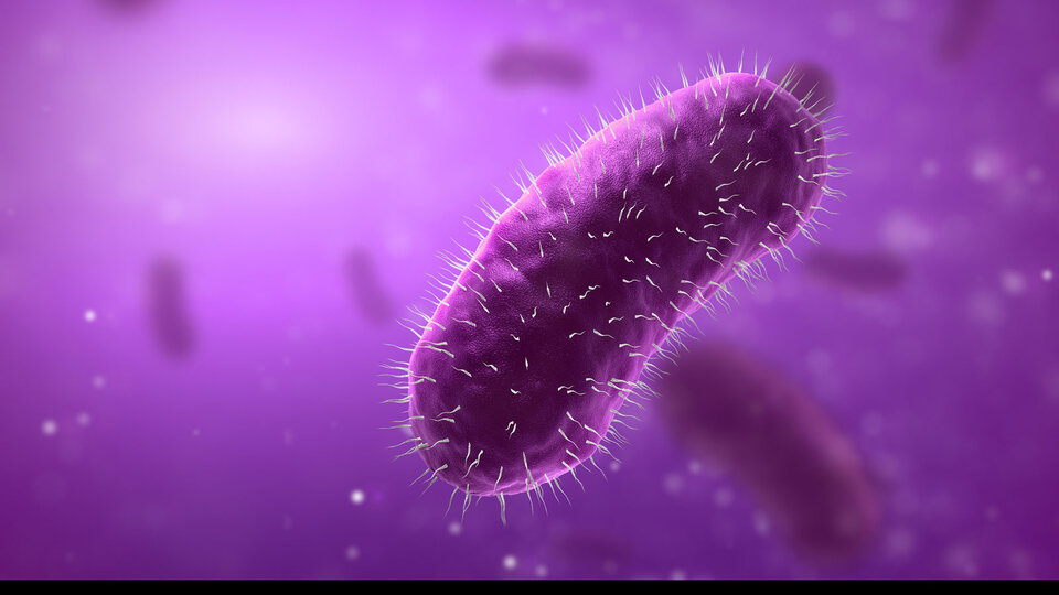 bacteria illustration 