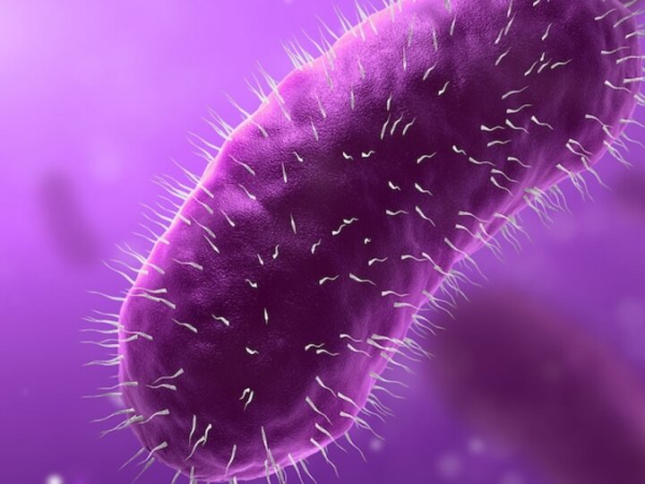 micro pathogen